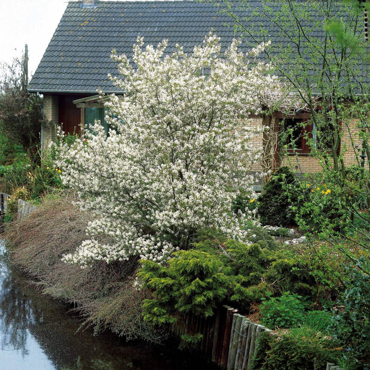Kupfer-Felsenbirne - Amelanchier lamarckii - Sträucher