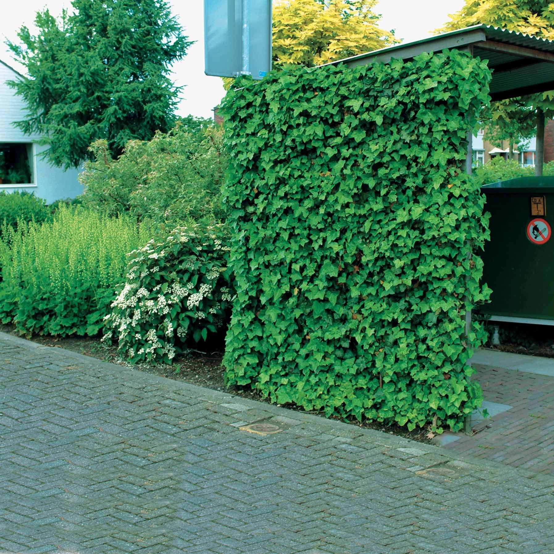 Kletter-Efeu - Hedera - Großblättriger Irischer Efeu (x3) - Hedera hibernica