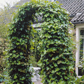 Großblättriger Irischer Efeu (x3) - Willemse