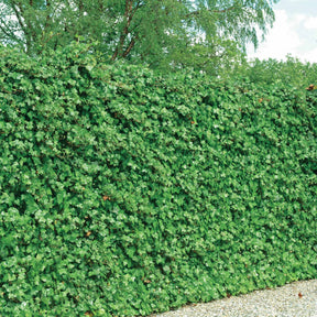 Großblättriger Irischer Efeu (x3) - Hedera hibernica - Willemse