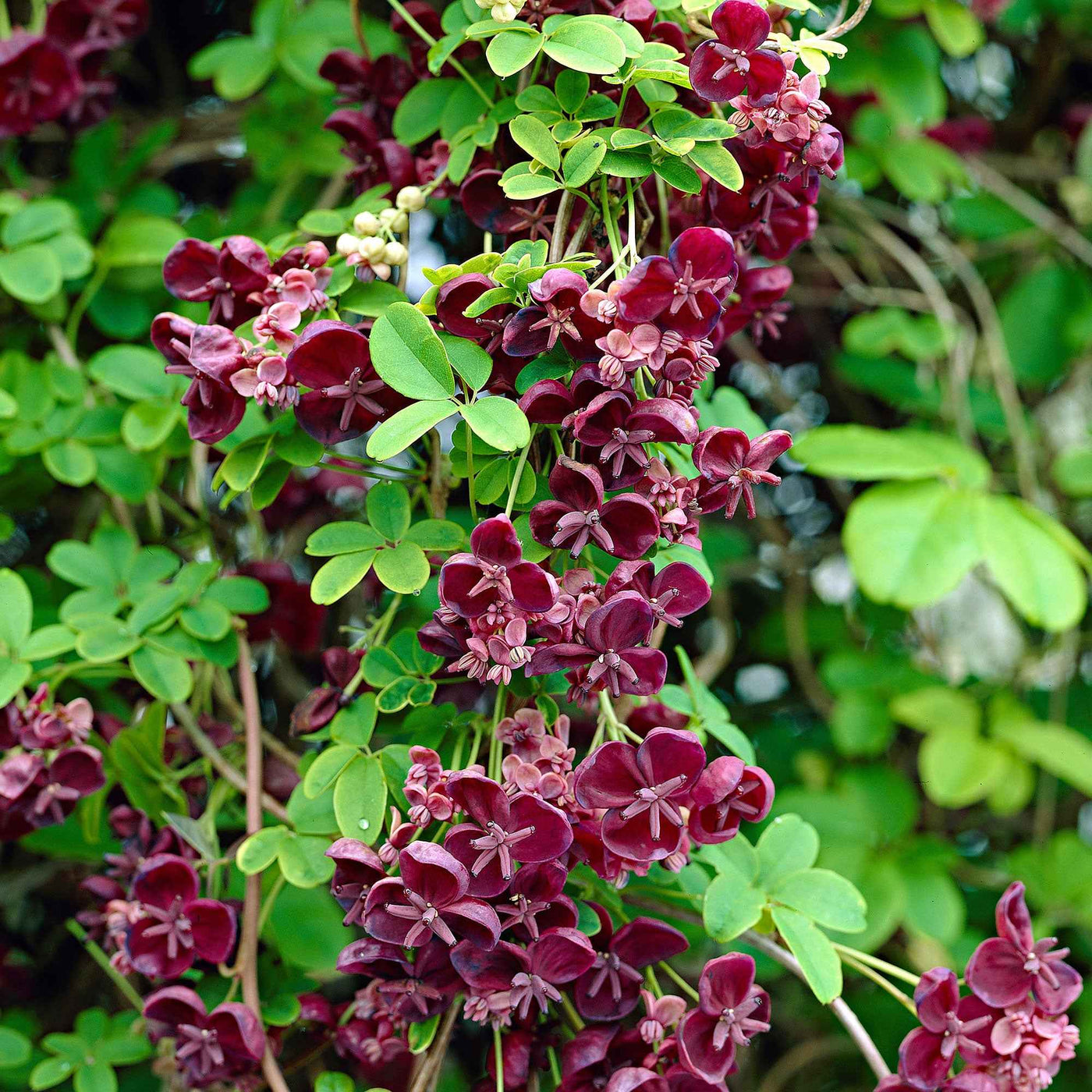 Kletterpflanzen - Fingerblättrige Akebie 'Quinata' - Akebia quinata