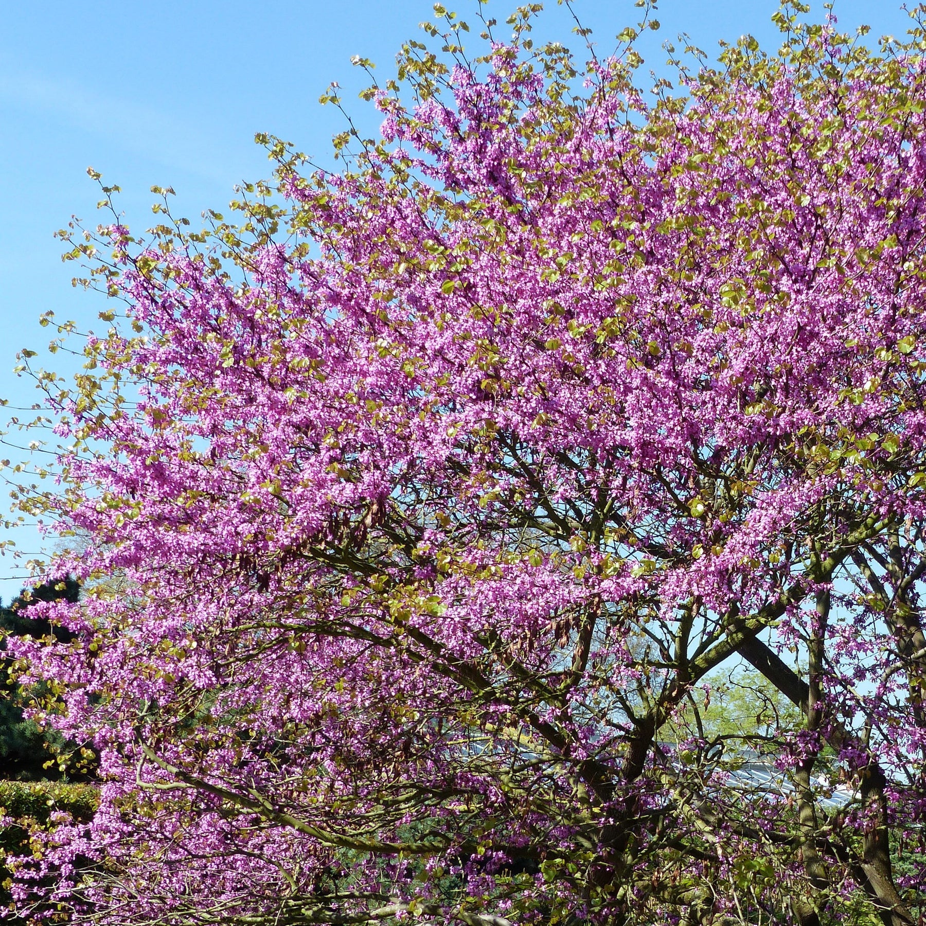 Judasbaum - Cercis siliquastrum