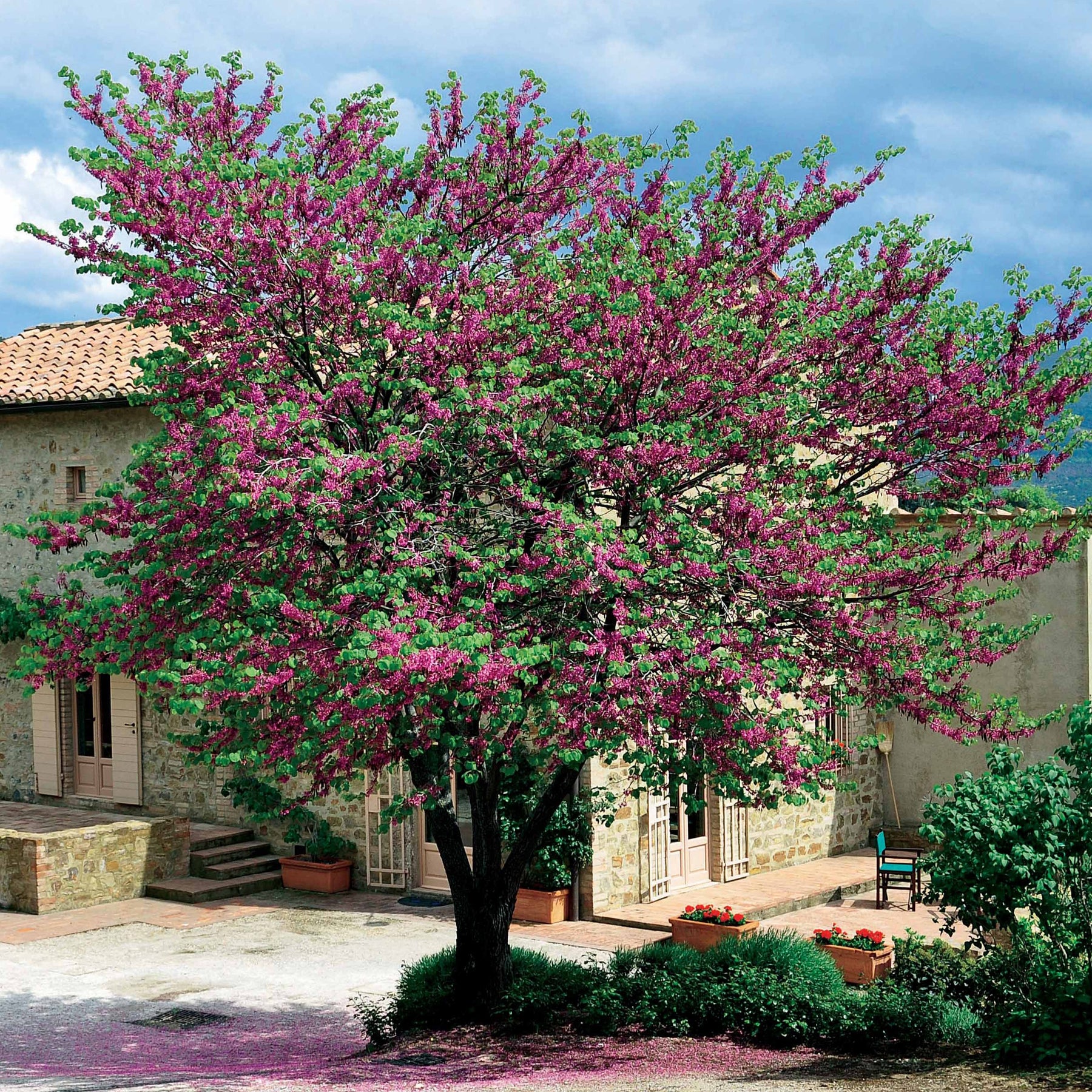 Judasbaum - Cercis siliquastrum