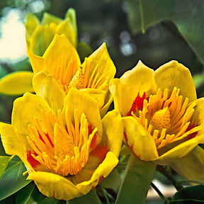 Liriodendron tulipifera danny - Tulpenbaum - Blühende Bäume