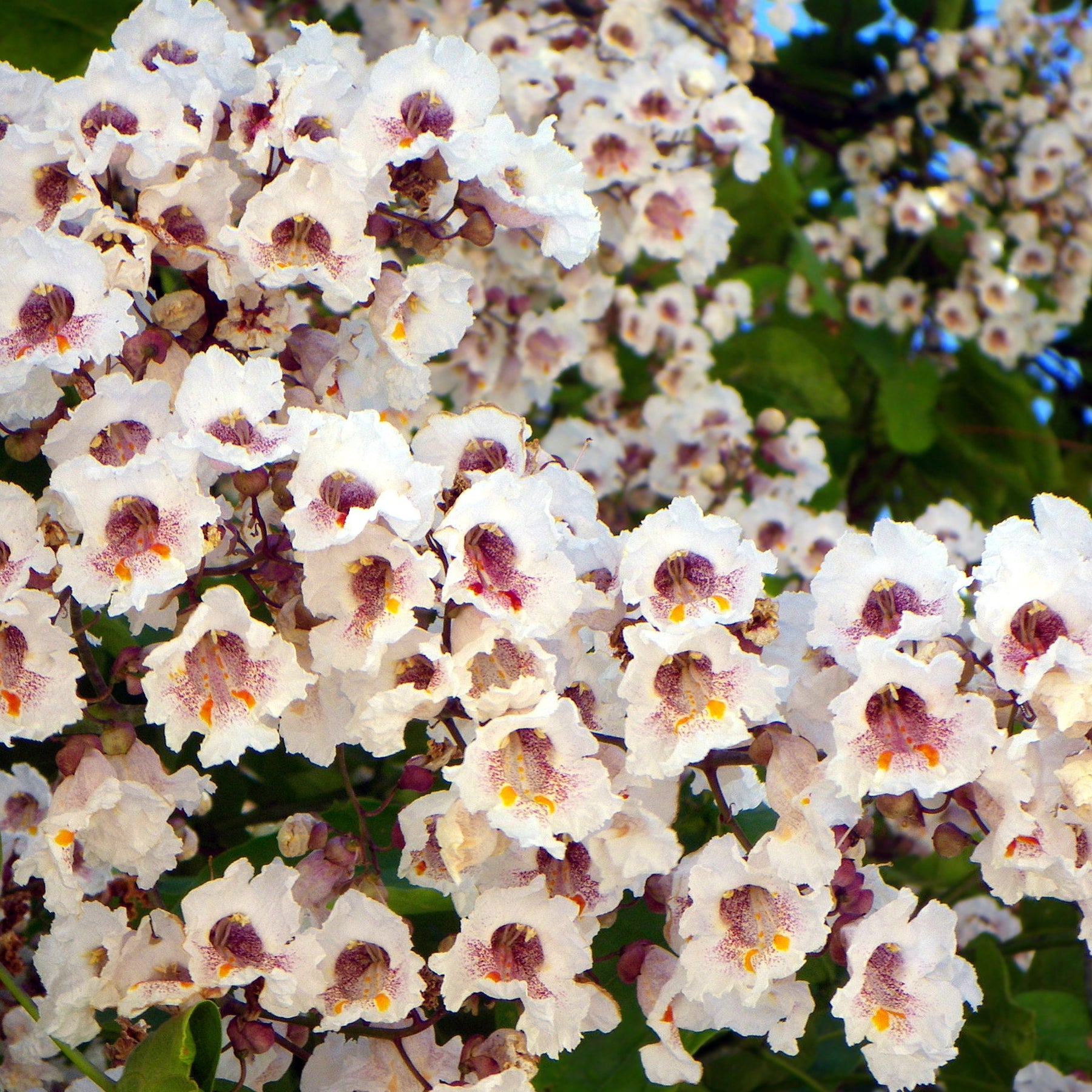 Trompetenbäume - Catalpa - Trompetenbaum - Catalpa bignonioides