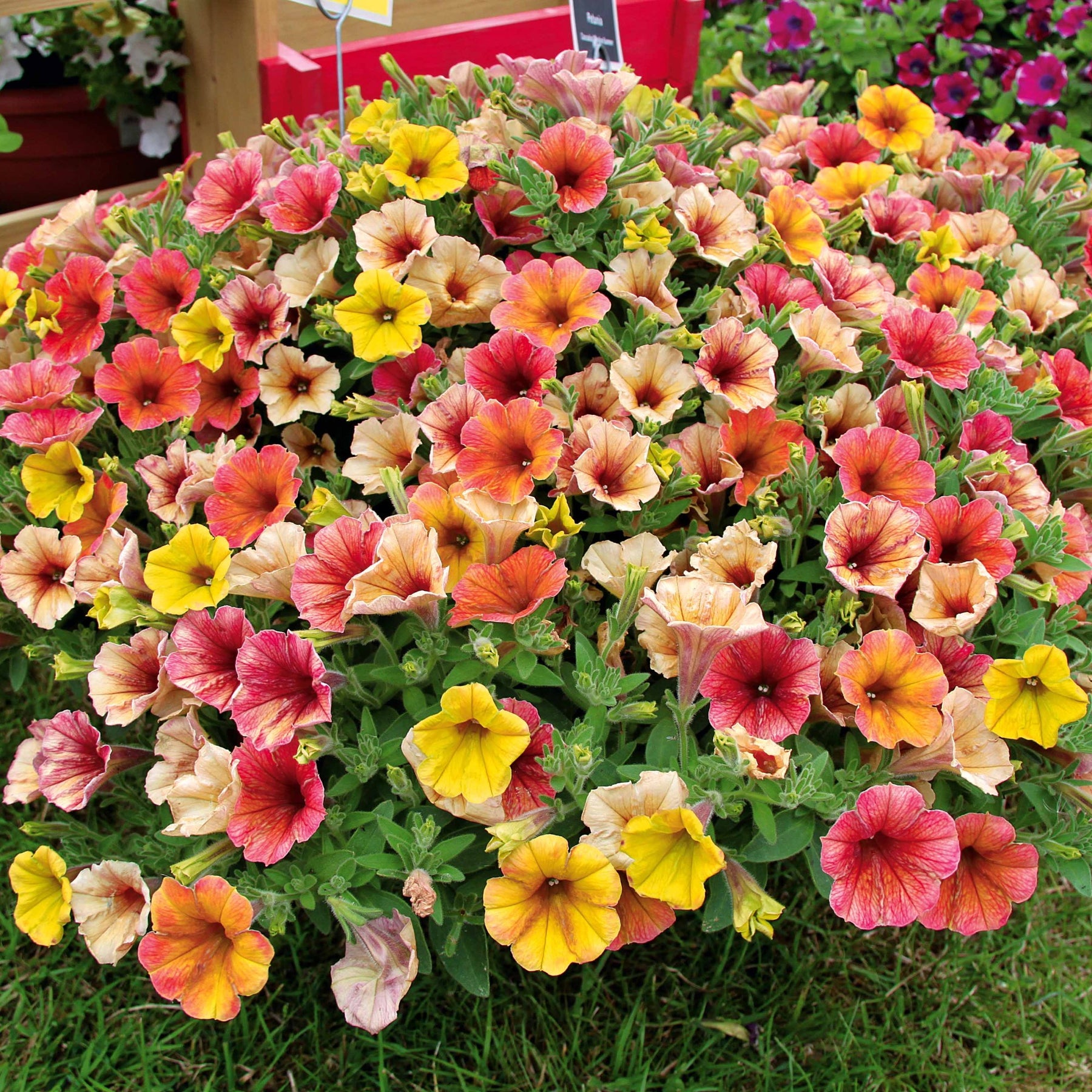 Petunia cascadias Indian Summer - Petunie 'Cascadias Indian Summer' (x3) - Petunien und Calibrachoa