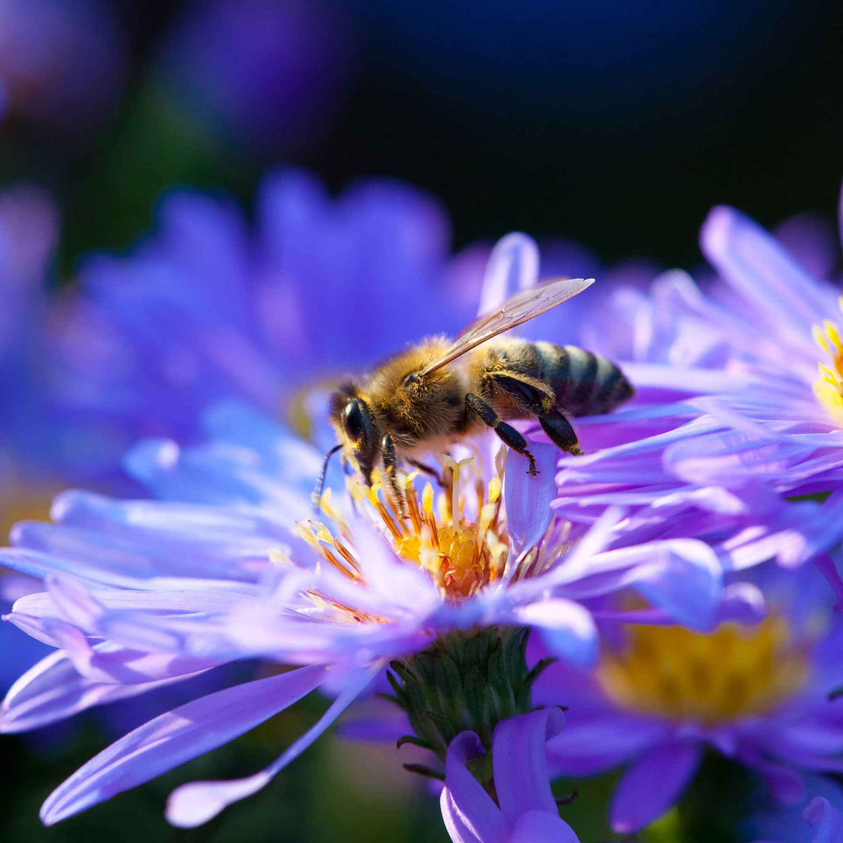 Kissen-Aster  'Lady in Blue' - Aster dumosus Lady in Blue - Willemse