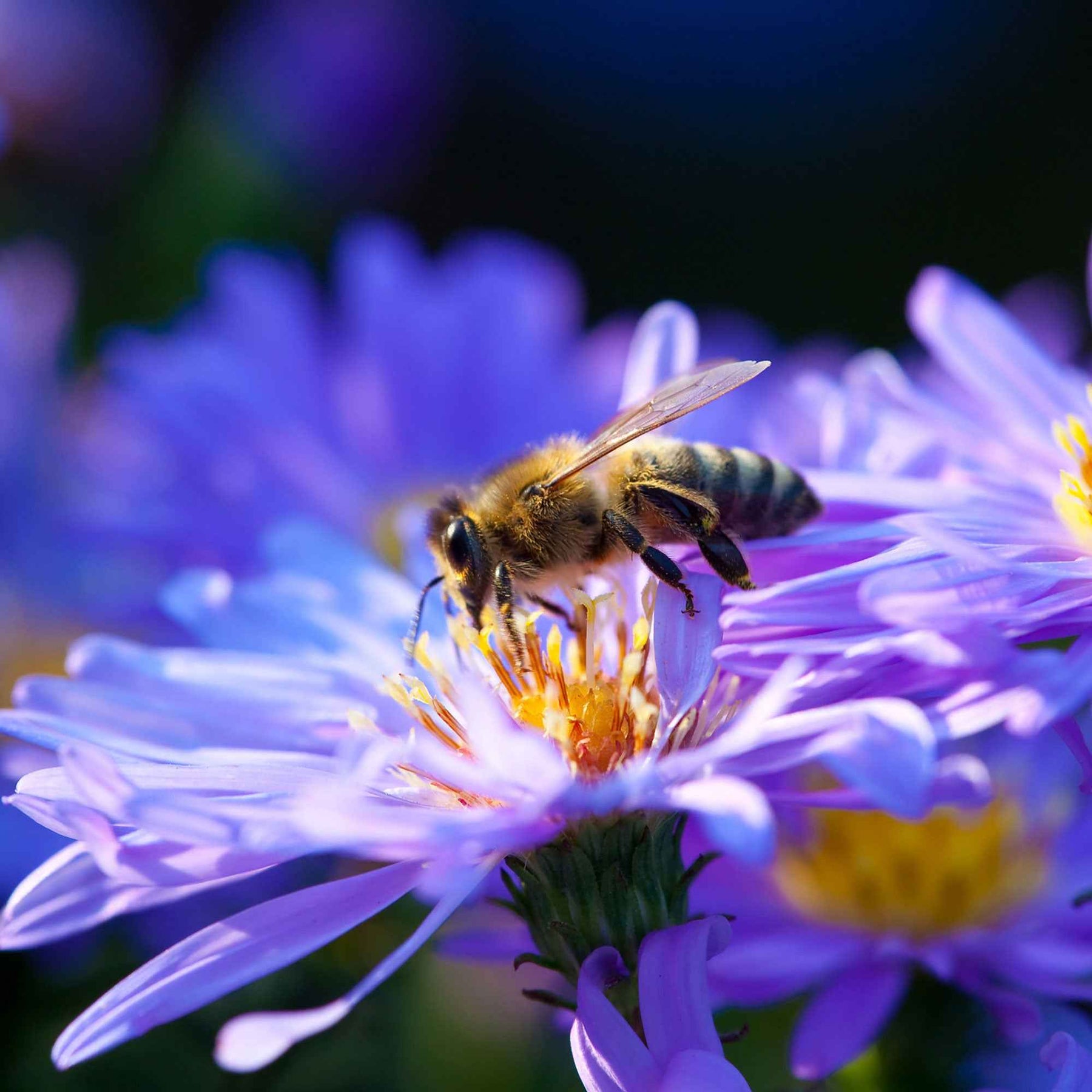 Kissenaster ‘Lady in Blue’ - Aster dumosus Lady in Blue - Willemse