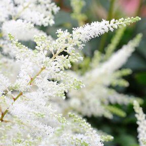 Astilbe x arendsii Brautschleier - Arends Prachtspiere 'Brautschleier' - Astilbe - Prachtspiere