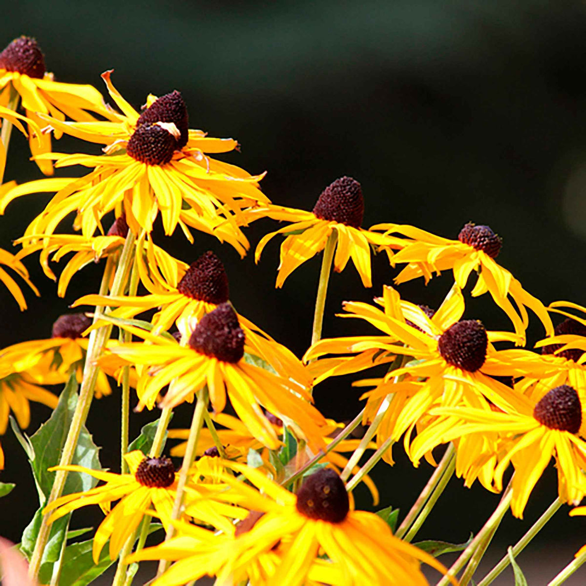 Leuchtender Sonnenhut 'Goldsturm' - Rudbeckia fulgida Goldsturm - Willemse