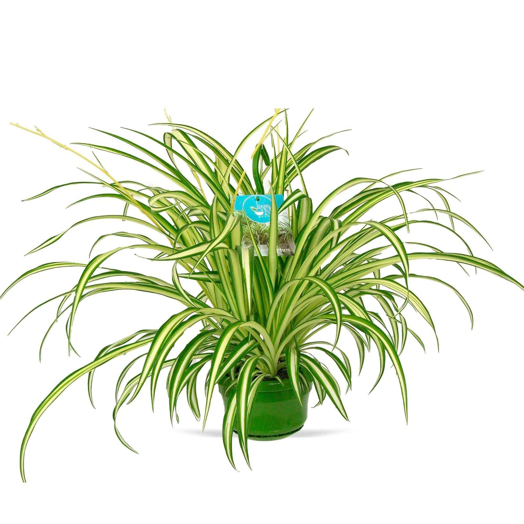 Chlorophytum comosum vittatum - Grünlilie ‘Vittatum’ - Chlorophytum