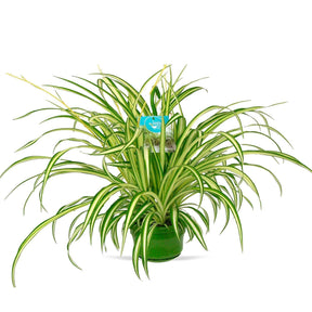 Chlorophytum comosum vittatum - Grünlilie ‘Vittatum’ - Chlorophytum