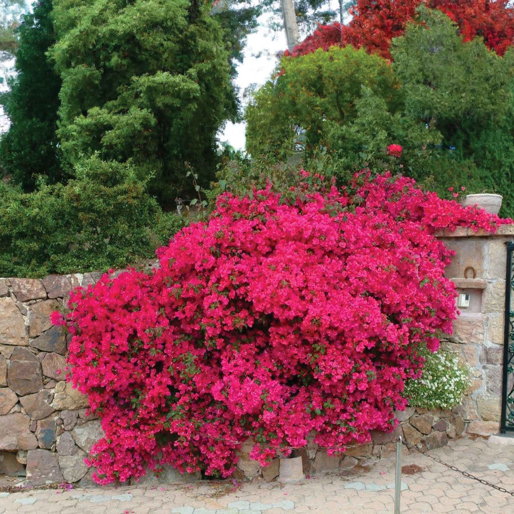 Bougainvillea pink - Bougainvillea rosa - Bougainvillea
