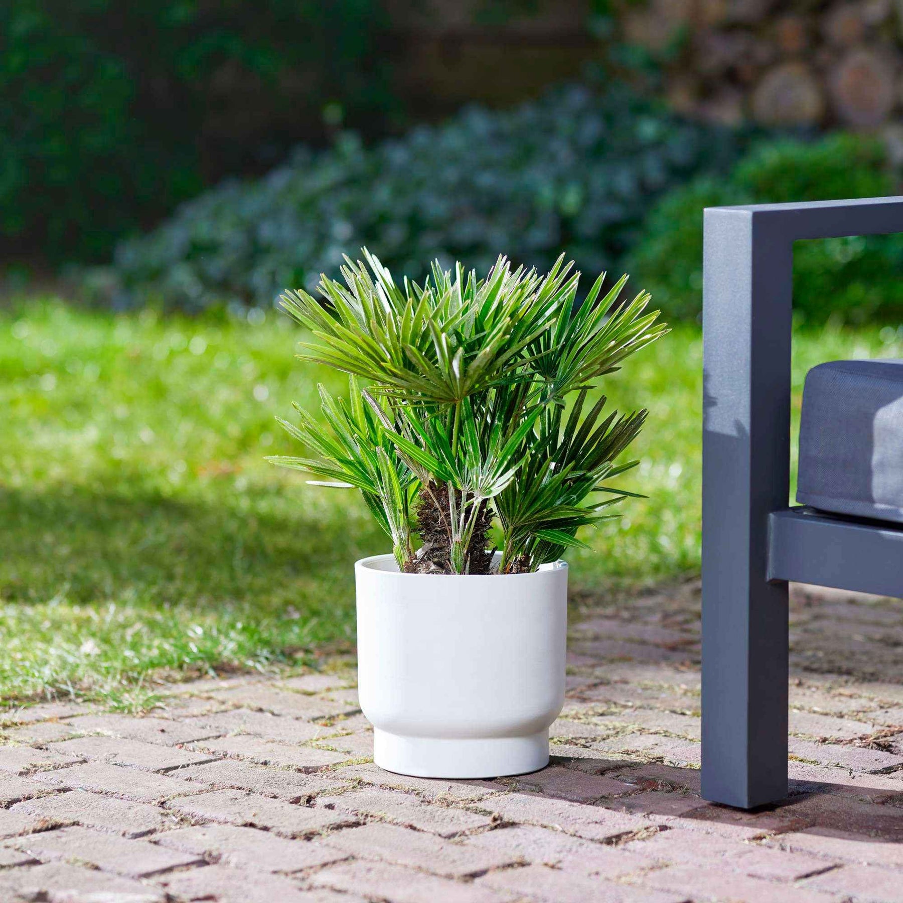 Mittelmeer-Zwergpalme - Willemse