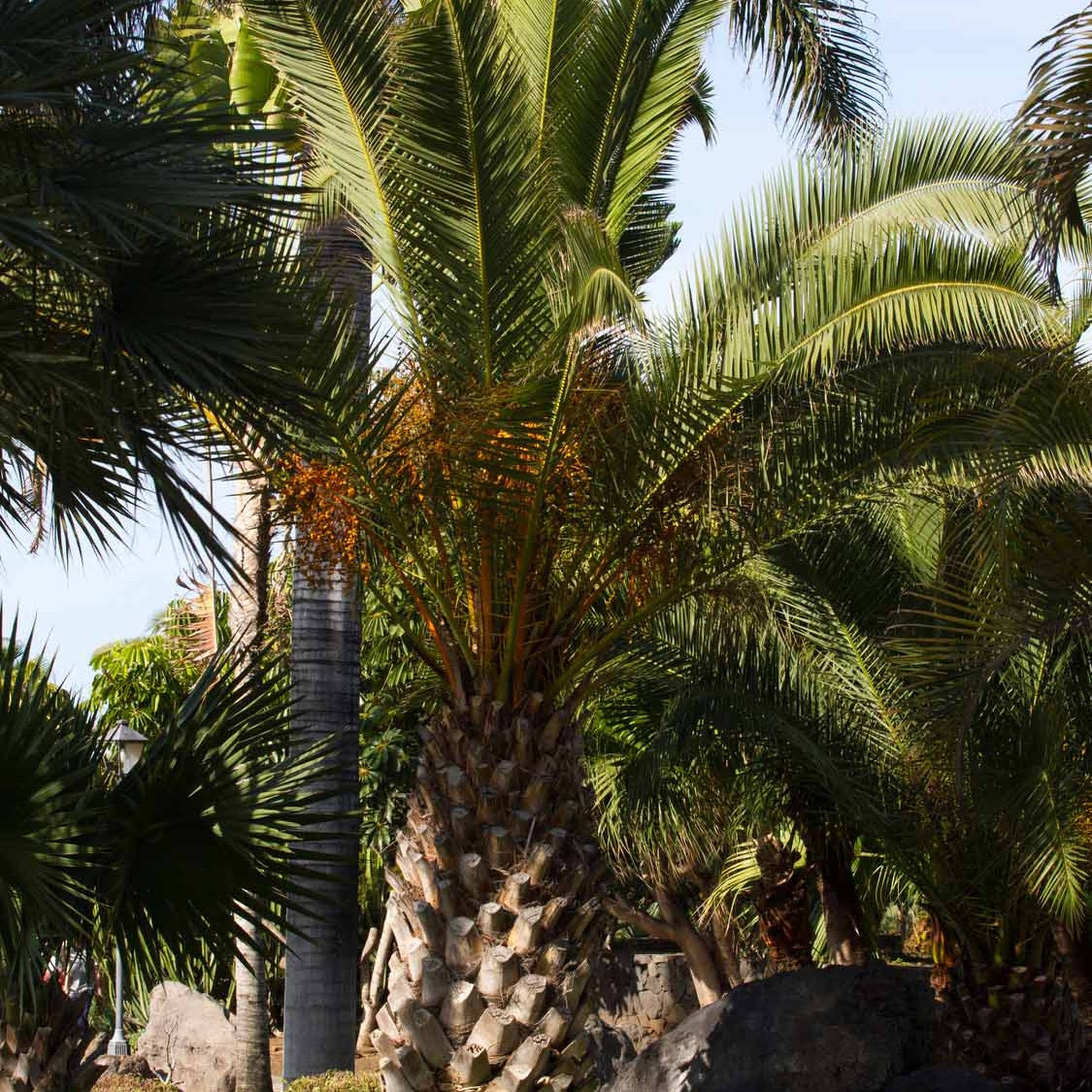 Kanarische Dattelpalme - Phoenix canariensis - Willemse