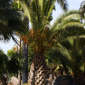 Kanarische Dattelpalme - Phoenix canariensis - Willemse
