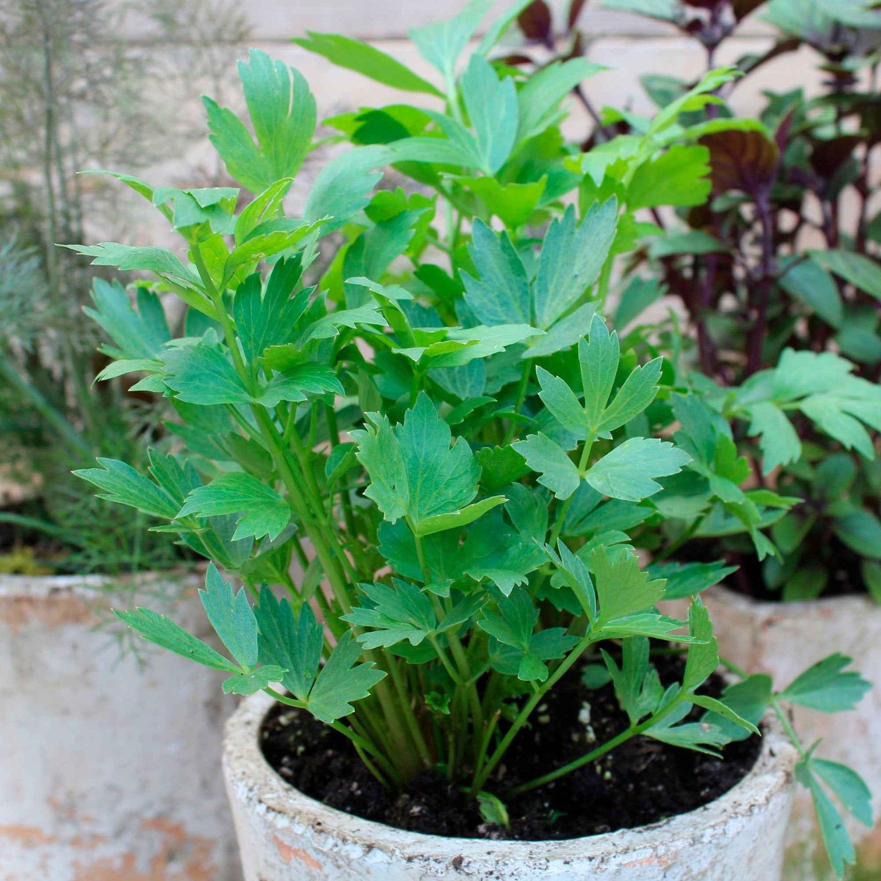 Liebstöckel - Willemse