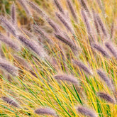 Lampenputzergras ‘Viridescens’ - Pennisetum alopecuroides f. viridescens - Willemse