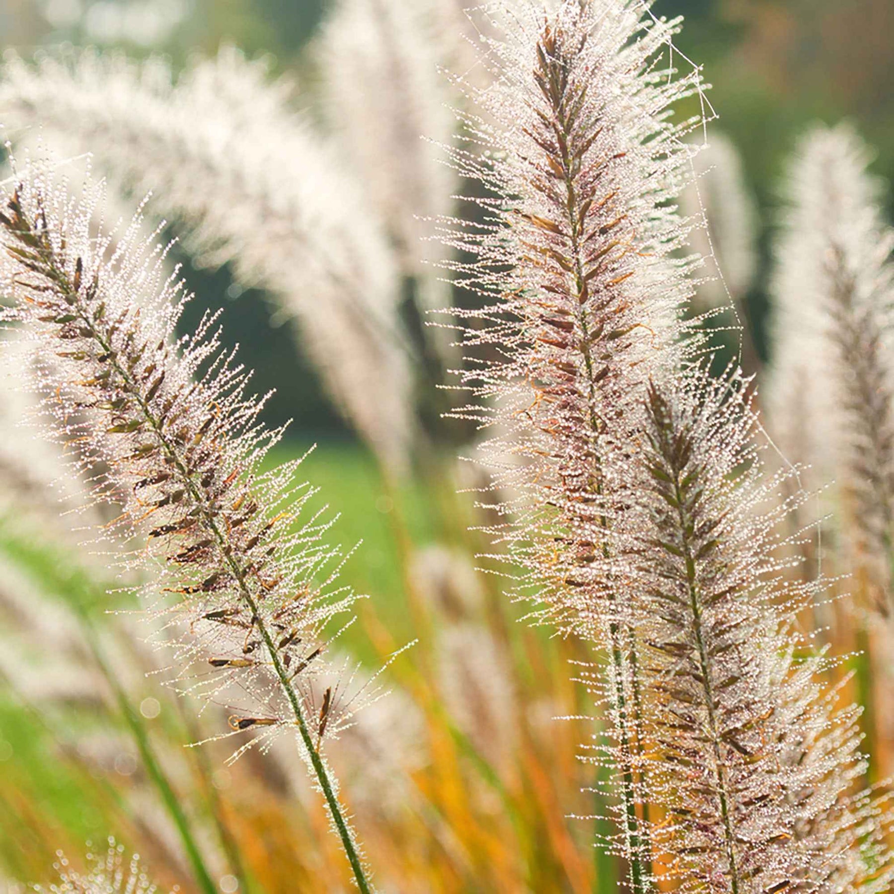 Pennisetum - Orient-Lampenputzergras ‘Fairy Tails’ - Pennisetum orientale Fairy Tails