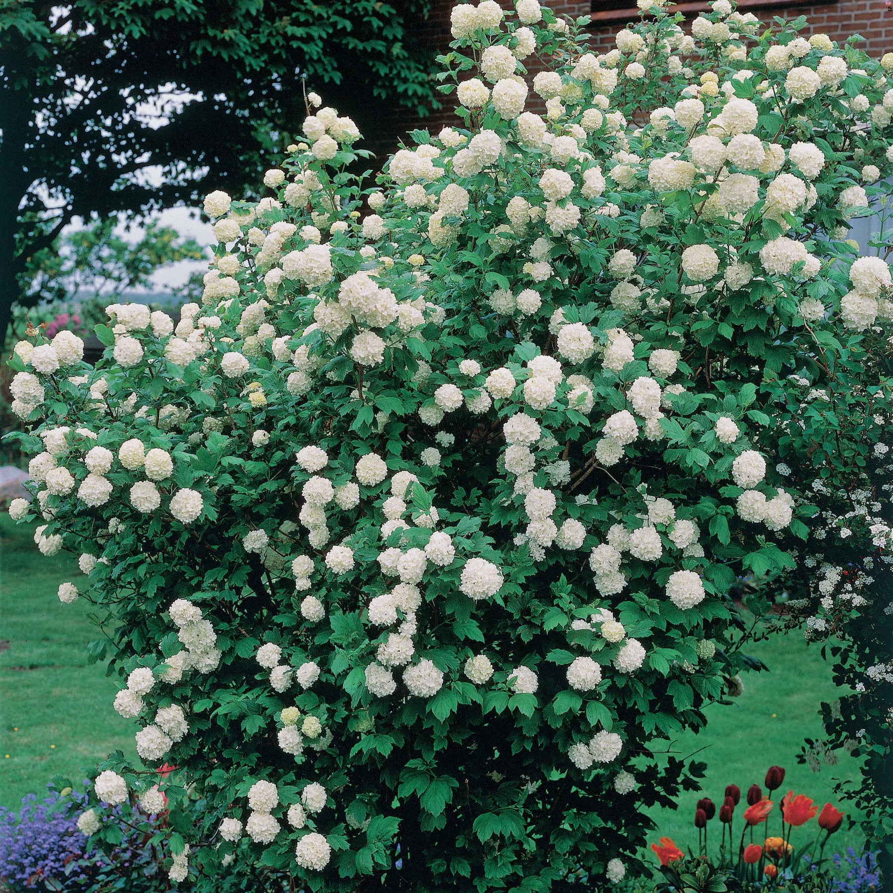 Viburnum - Gewöhnlicher Schneeball 'Roseum' - Viburnum opulus Roseum