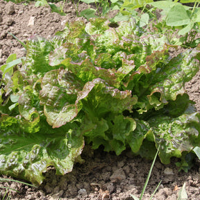 Samen für Salate - Salat-Kollektion für 6 Monate - Collection 6 mois de laitues (grosse blonde, tremont, merveille des 4