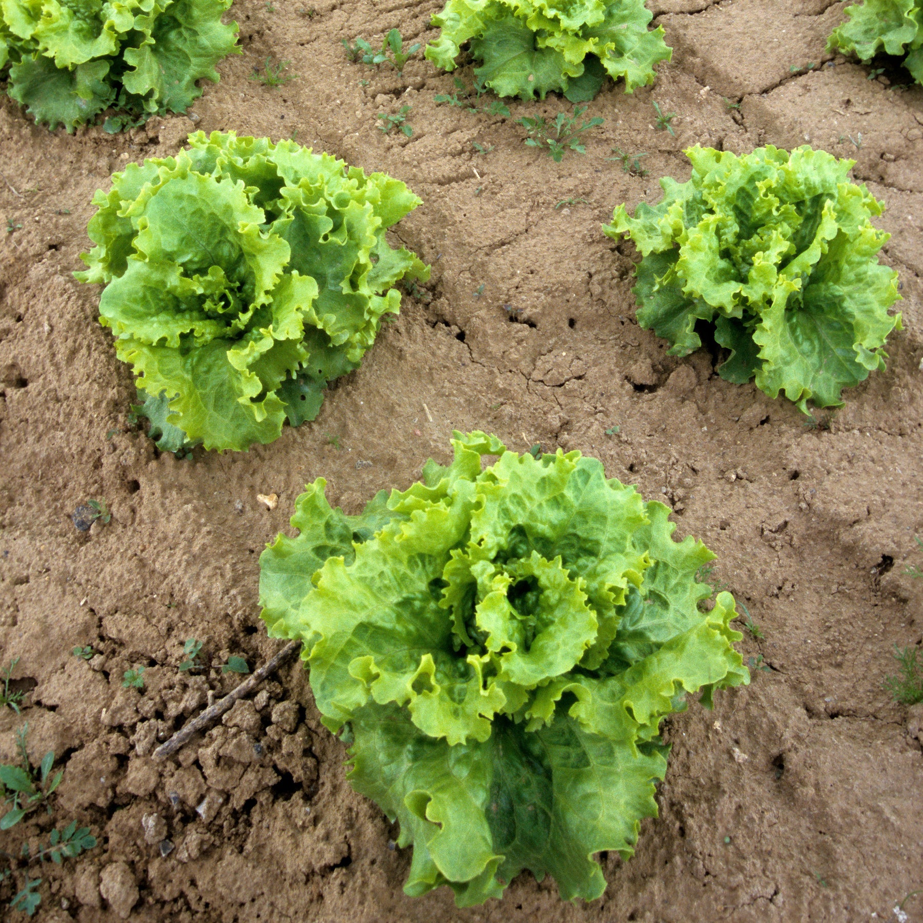 Batavia-Salat-Kollektion (x3)