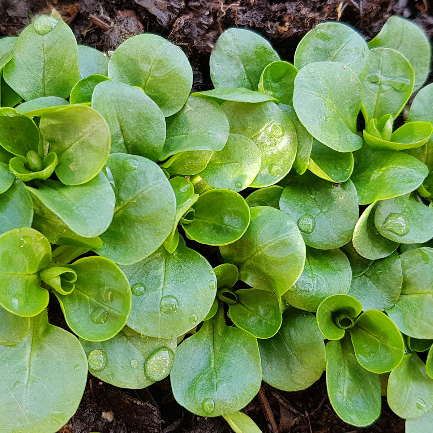 Feldsalat Dunkelgrüner Vollherziger 2 - Valerianella locusta verte à coeur plein 2 - Willemse
