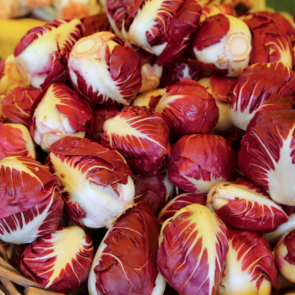 Zuckerhut-Chicorée ‘Rouge de Vérone’