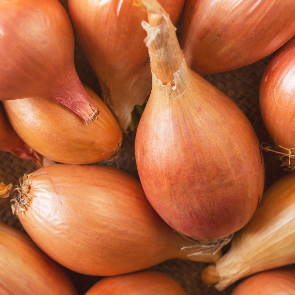 Schalotte Zebrune - Willemse