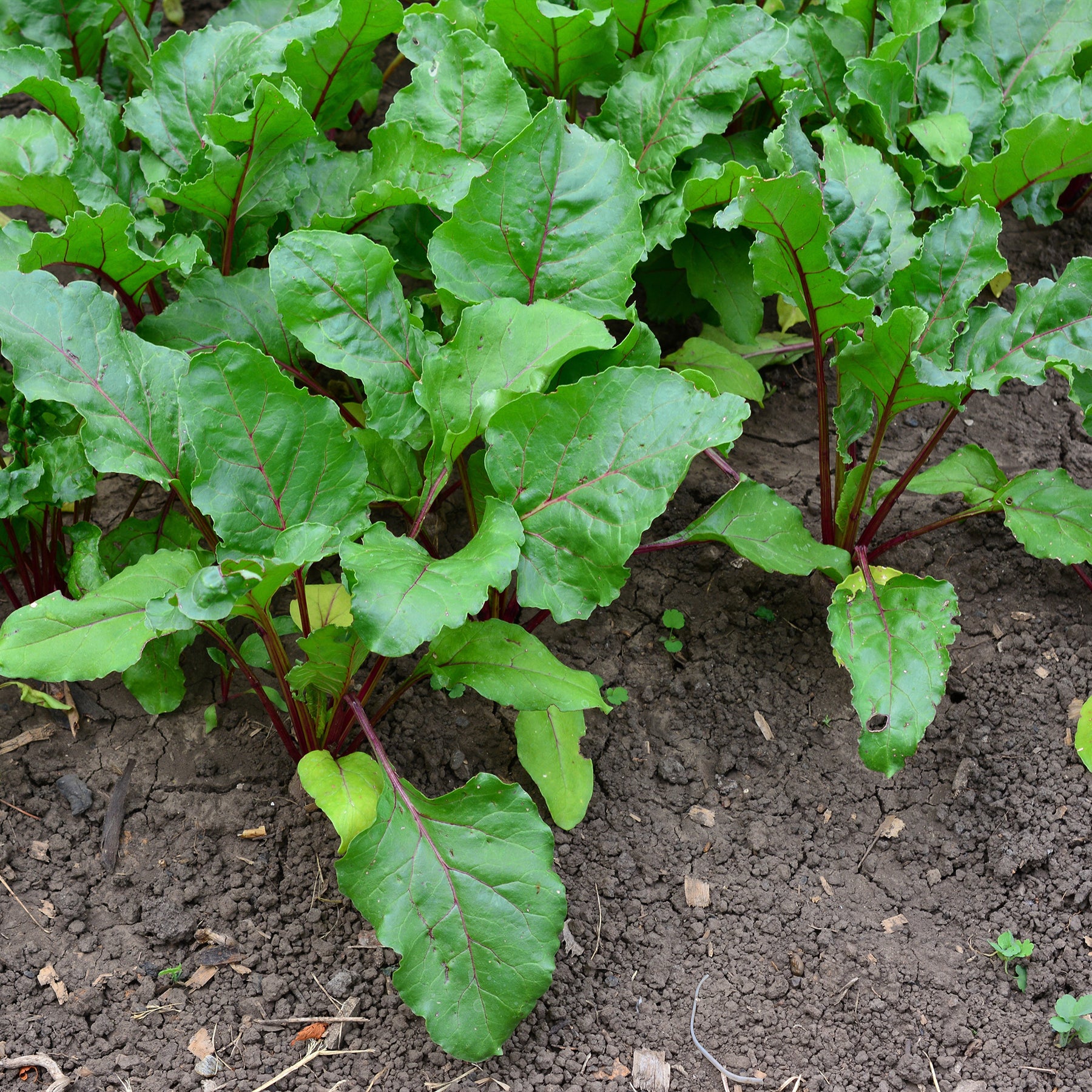 Beta vulgaris Noire d'Egypte - Schwarz Beete 'Egypt' - Beta - Rübe