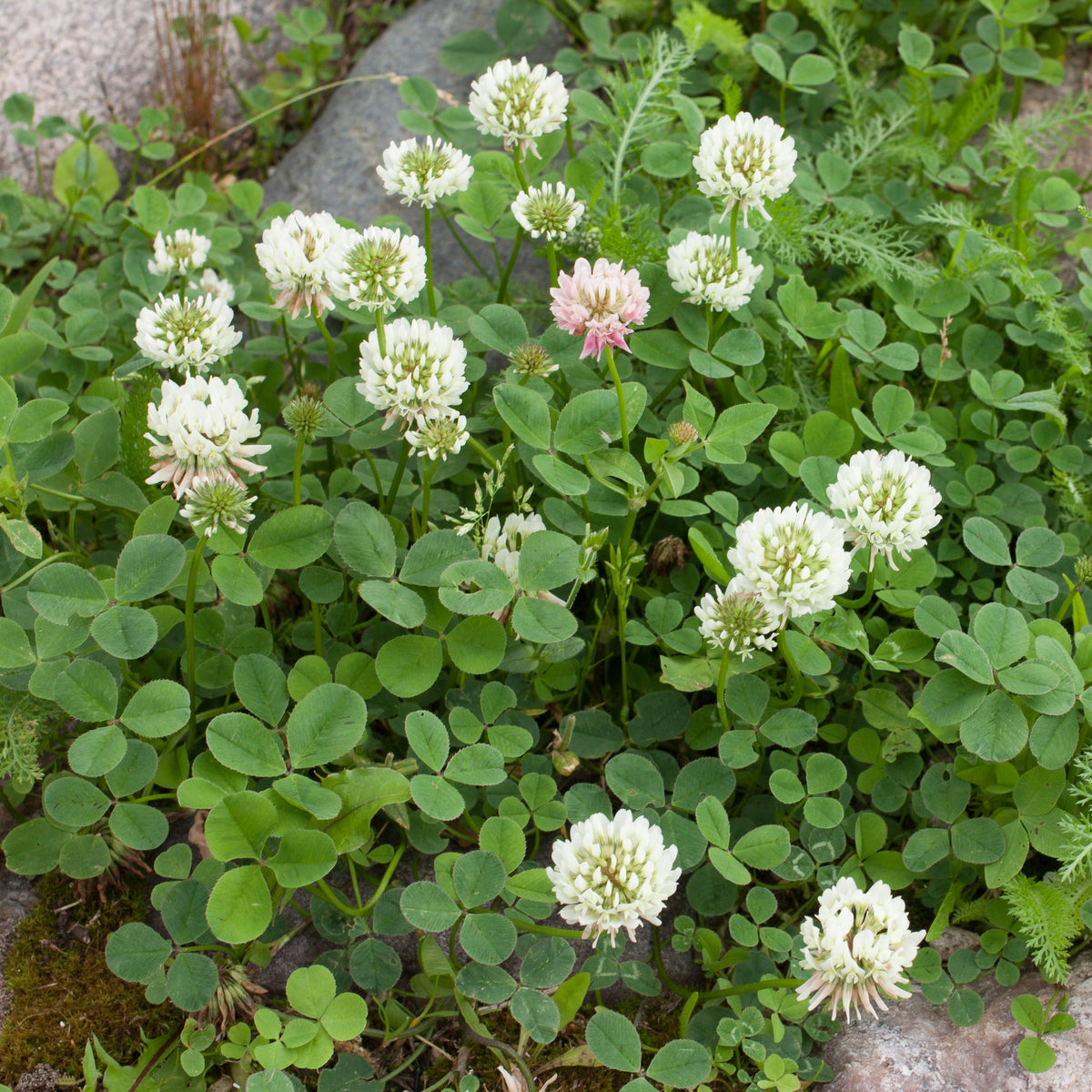 Trifolium repens - Zwerg-Weißklee - Blumensamen