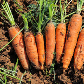Karotten-Kollektion 'Nantaise', 'Carentan', 'Colmar'