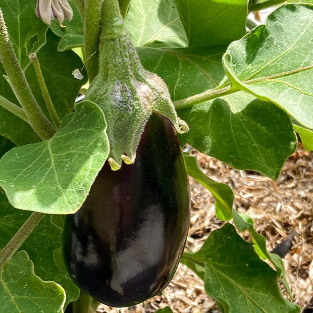 Aubergine Bonica F1 - Solanum melongena bonica f1 - Willemse