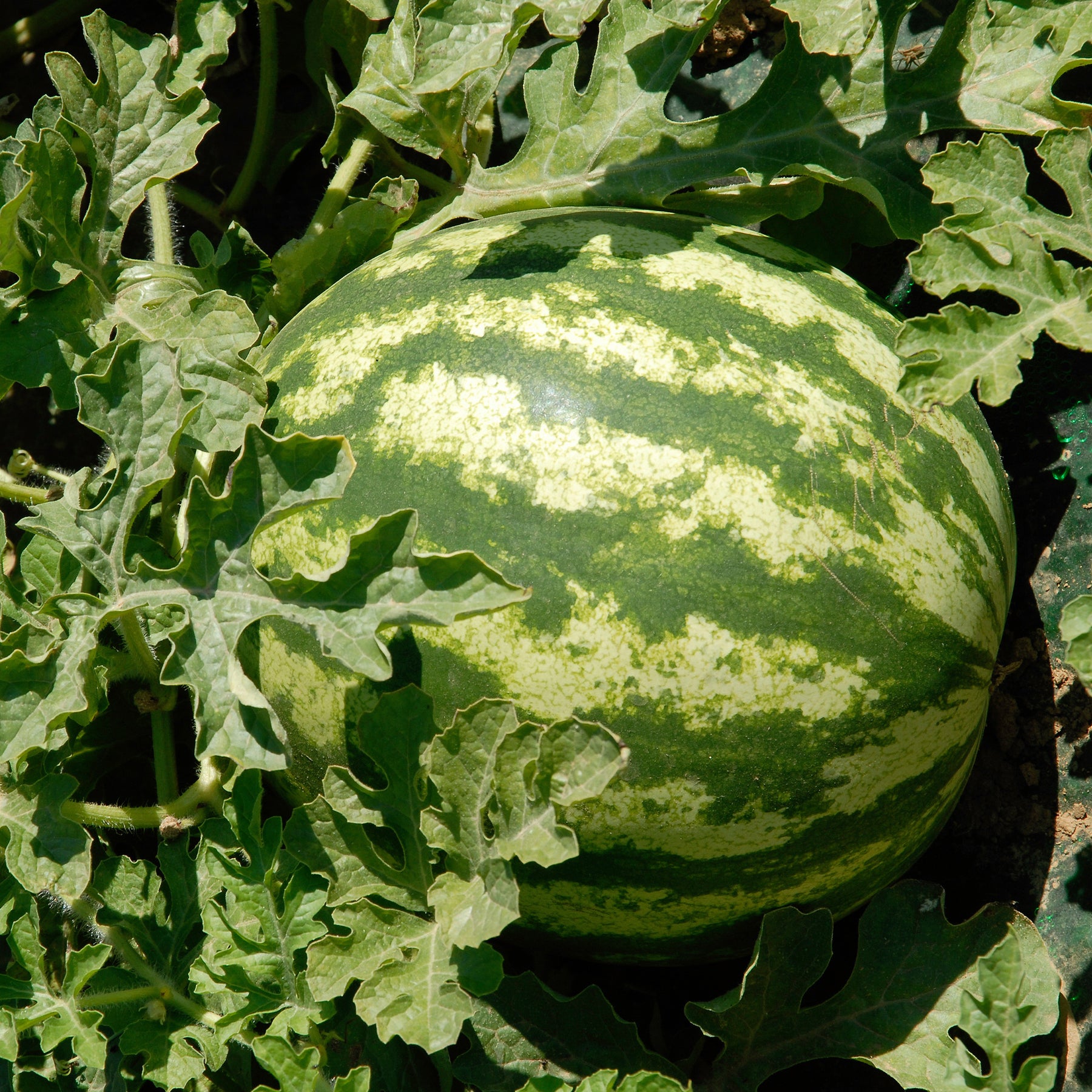 Wassermelone Citrullus 'Crimson Sweet' - Willemse