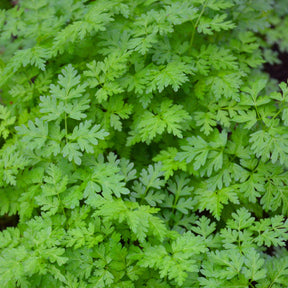 Kräuter Mischung (Petersilie, Basilikum, Kerbel, Schnittlauch)