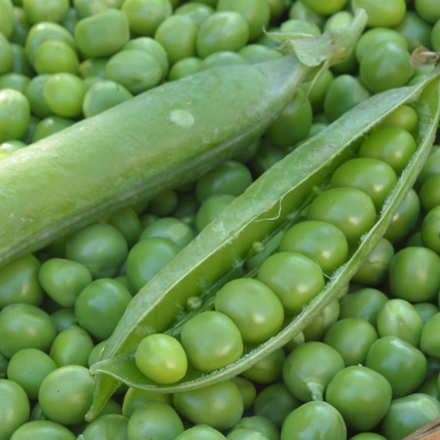 Erbse Wunder von Kelvedon - Pisum sativum merveille de kelvedon - Gemüsegarten