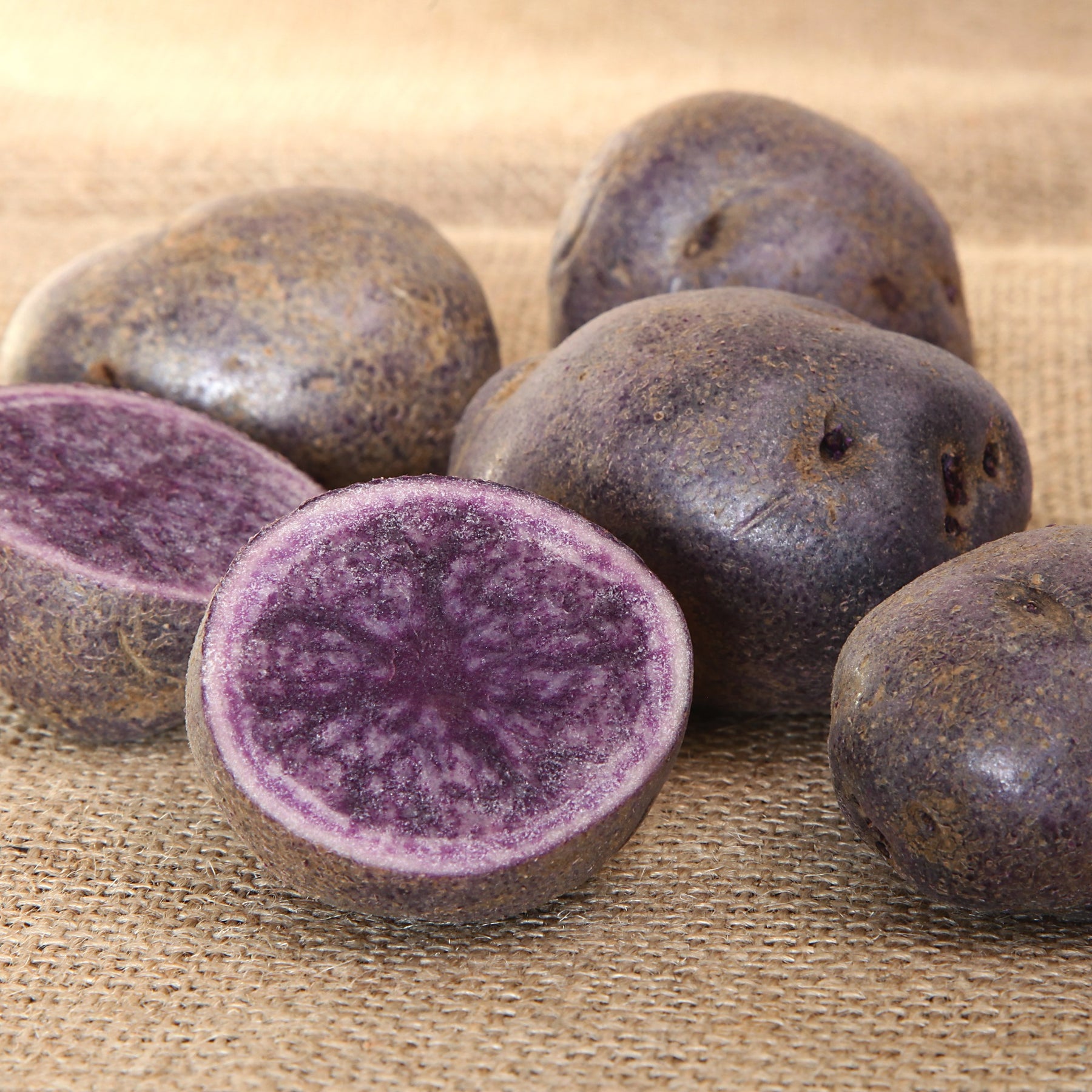 Kartoffel ‘Bleue d’Artois®’ (x10) - Willemse