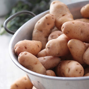 Kartoffel Horn von Gatte (Pink fir Apple) (x25) - Willemse