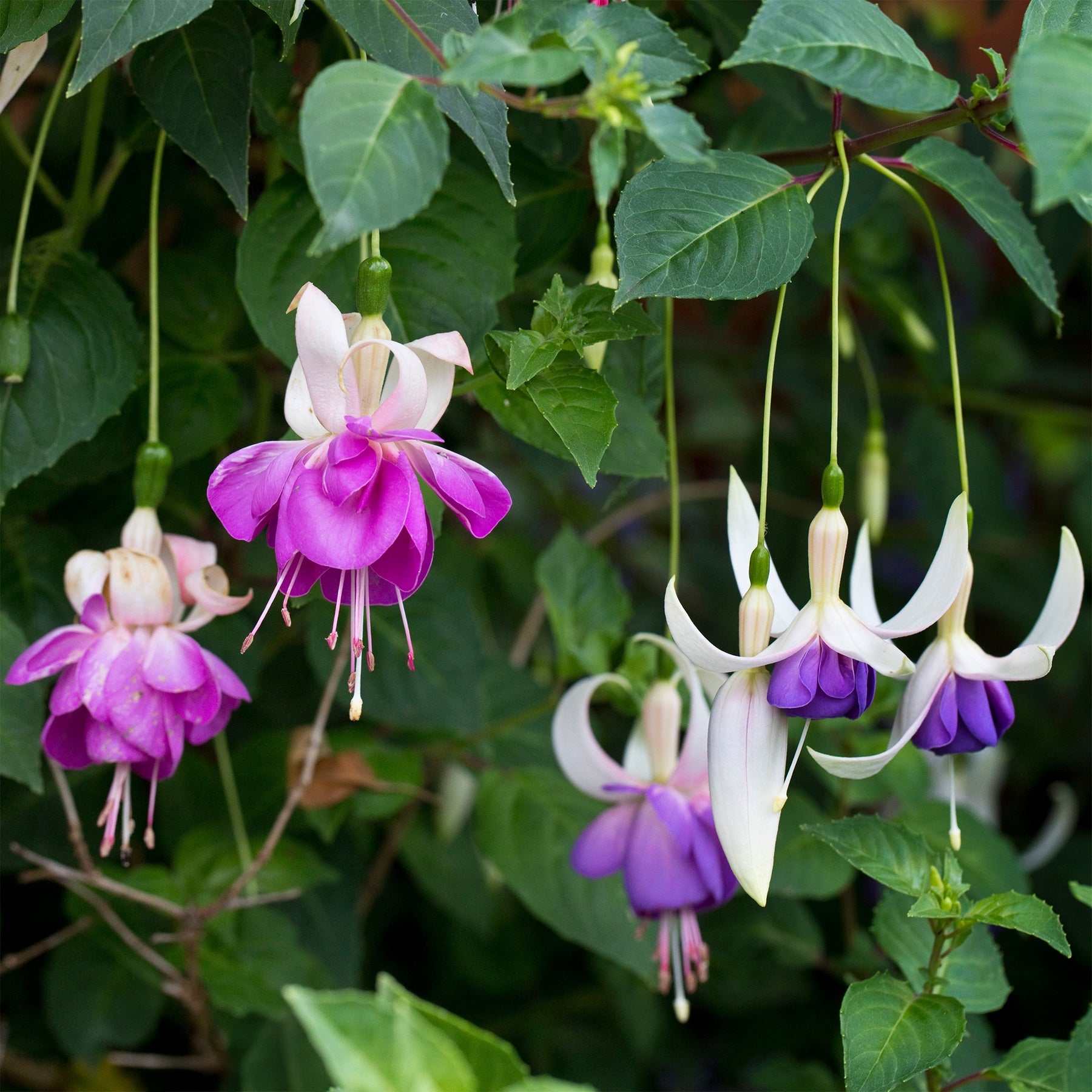 fuchsien blumenkasten Fuchsie Blue Sarah (x3)