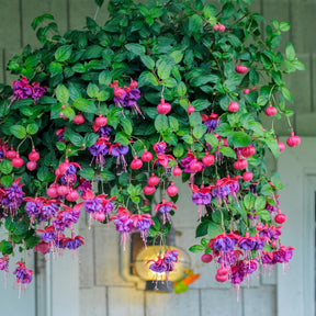 Hängende Fuchsien Dark Eyes (x3) - Willemse
