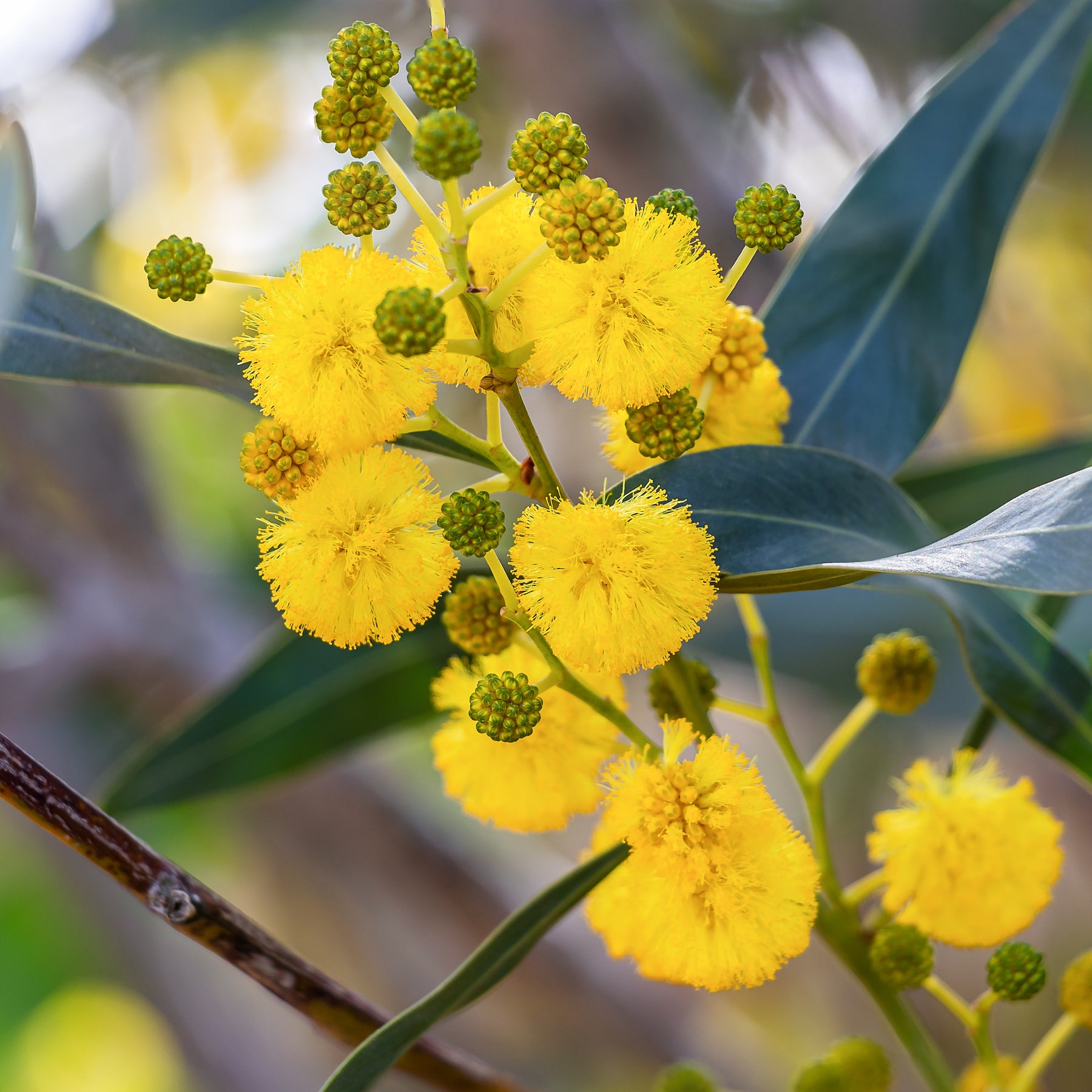 Acacia retinodes - Mimose der vier Jahreszeiten - Sträucher