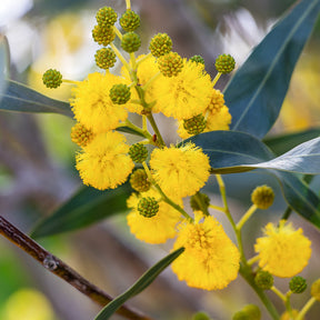 Acacia retinodes - Mimose der vier Jahreszeiten - Sträucher