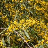 Vier-Jahreszeiten-Mimose
