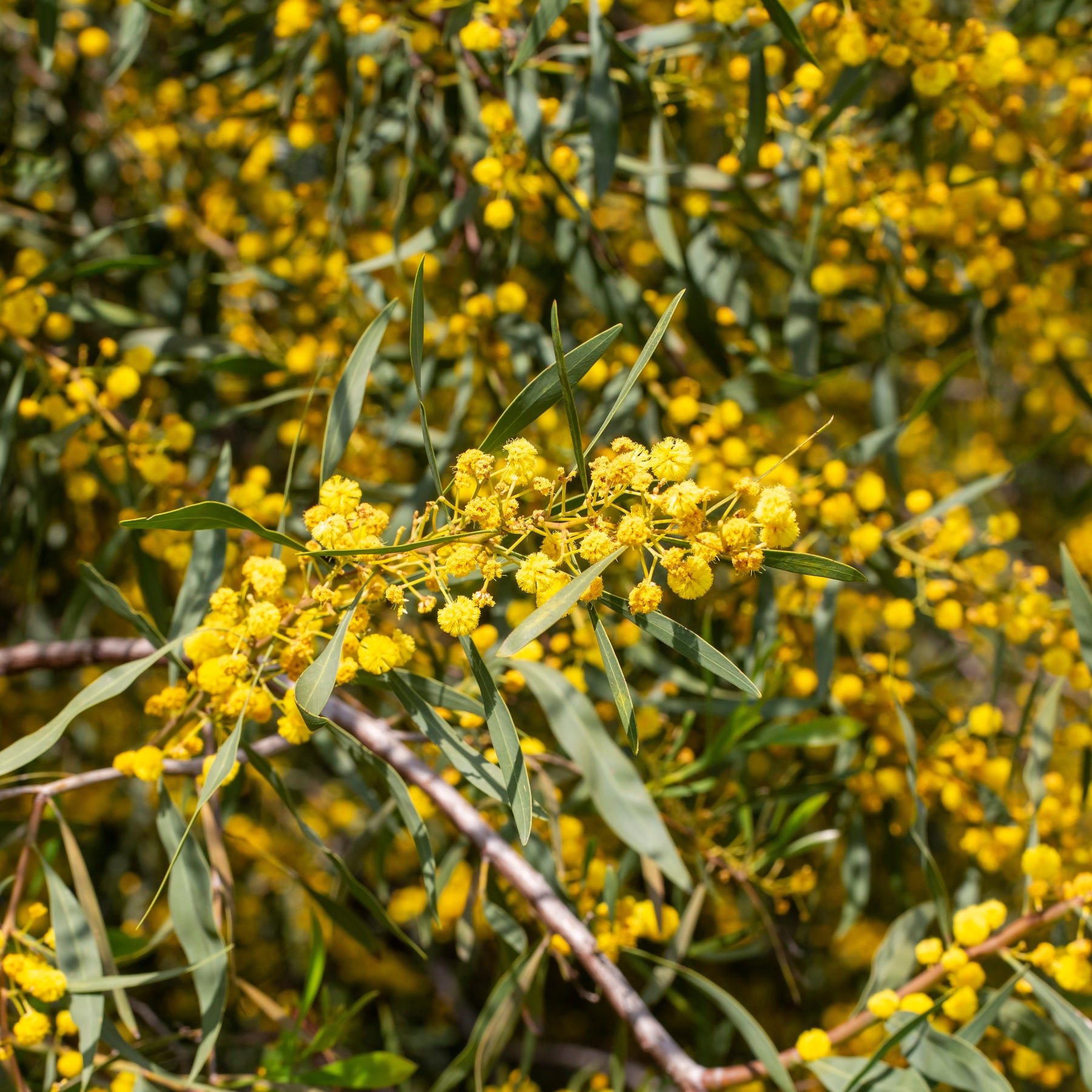 Vier-Jahreszeiten-Mimose