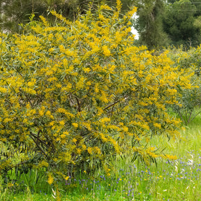 Sträucher - Mimose der vier Jahreszeiten - Acacia retinodes