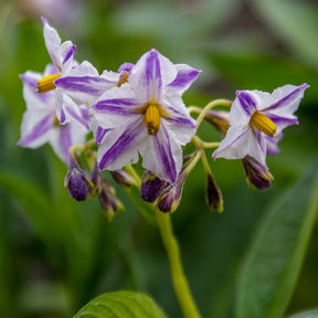 Solanum muricatum - Melonenbirne - Obstbäume für die Terrasse