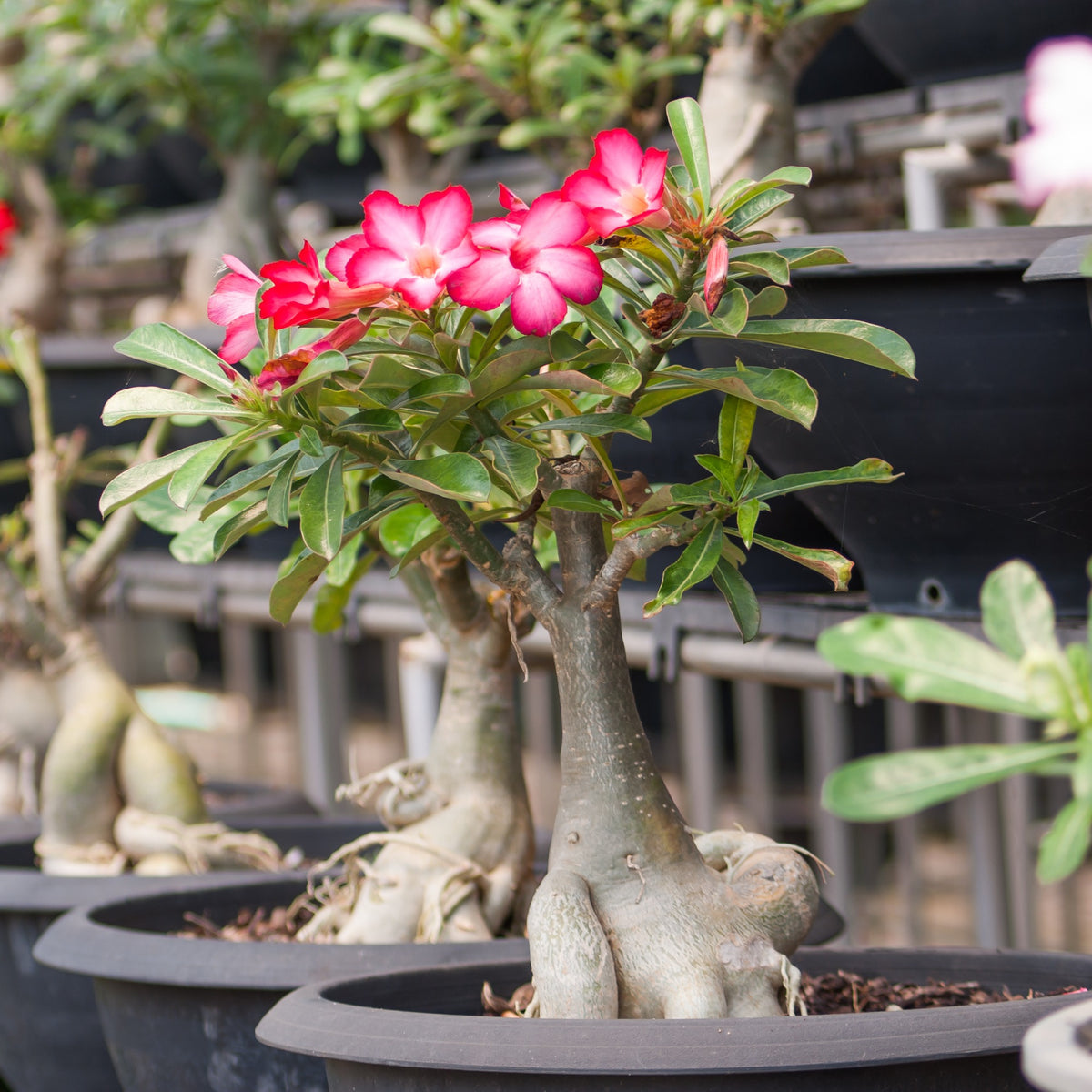 Verkauf Wüstenrose - Adenium obesum
