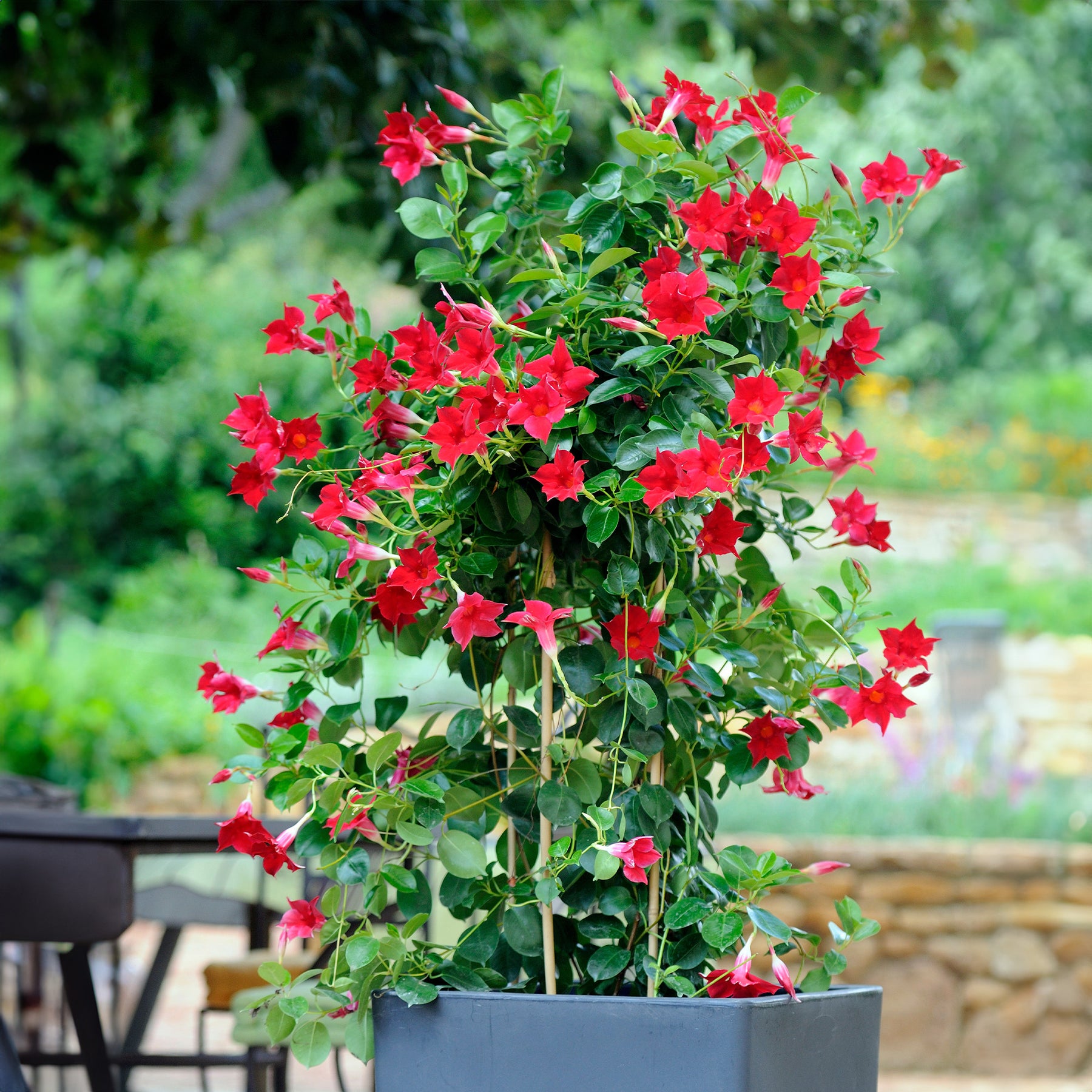 Verkauf Chilenischer Jasmin Dipladenie (x3)