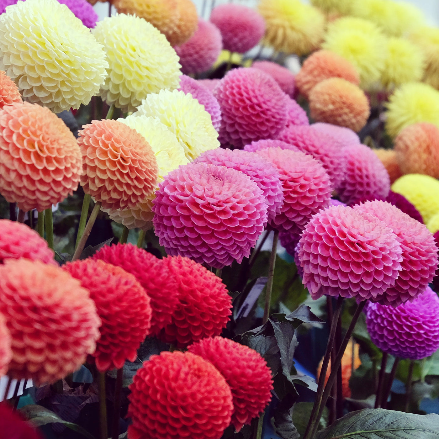 Pompon-Dahlien Mischung (x5) - Dahlia - Willemse