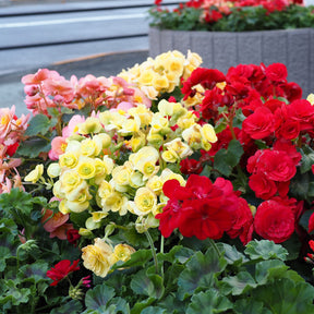 Sommerzwiebeln - Blühendes Sommerbeet - Gladiolus, Begonia, Iris, Liatris, Crocosmia, Lilium, Dahlia